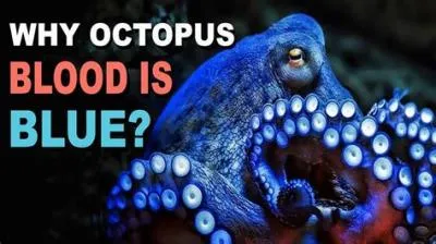 Why is octopus blood blue?