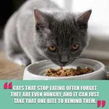 Why would a 13 year old cat stop eating?