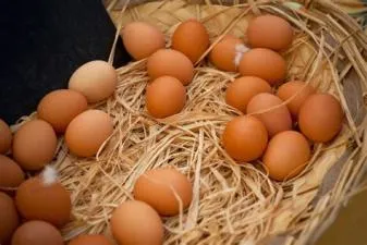 Where can i farm egg in ni no kuni?