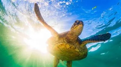 What is a sea turtle worth?
