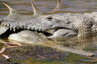 What fish kills crocodiles?