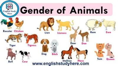What animals are both genders?