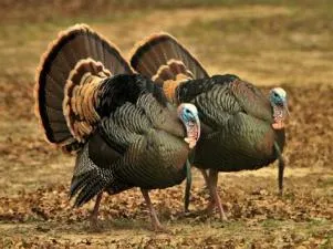 How big is turkey rank?