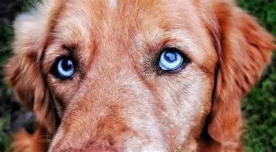 Are blue-eyed dogs ok?