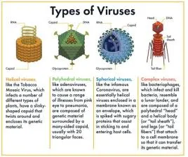 What is type d virus?