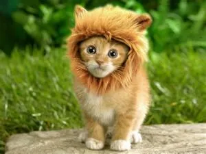 Is a lion a cat?