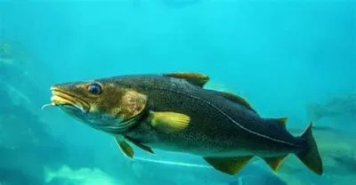 Is cod a true fish?