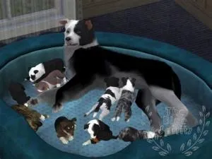 How long does it take for puppies to be born sims 4?