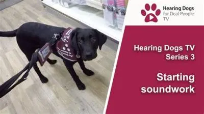 How do dogs hear us?