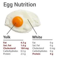 What is 58 of an egg called?