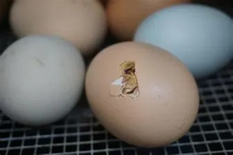 What is the longest egg to hatch?