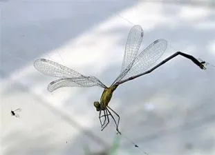 Is a dragon fly a spider?