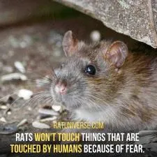 Do rats fear humans?