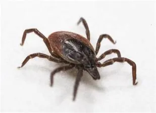 Why do ticks get so big?