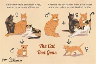 Is red cat male or female?