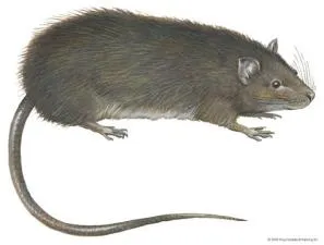 Is a bandicoot a rat or a mouse?