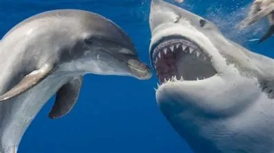 Are sharks afraid of dolphins?