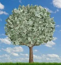 How long do money trees take to grow?