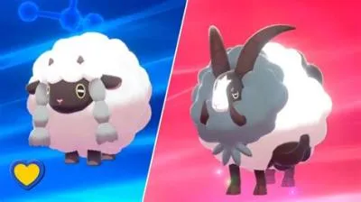What does wooloo evolve into?