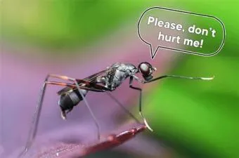 Do flies feel pain?