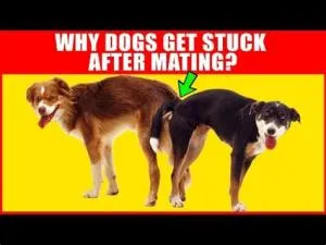 What happens if you separate dogs while mating?