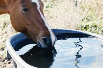Do horses drink water in rdr2?